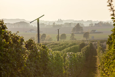 Vergers de Viveterres à Godewaersvelde