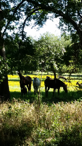 Park «Sparger Park», reviews and photos, 4301 Bedford Rd, Colleyville, TX 76034, USA