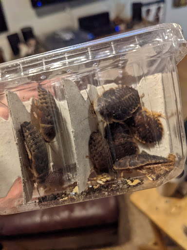 Pet Store «Critter Cabana», reviews and photos, 516 E 1st St, Newberg, OR 97132, USA