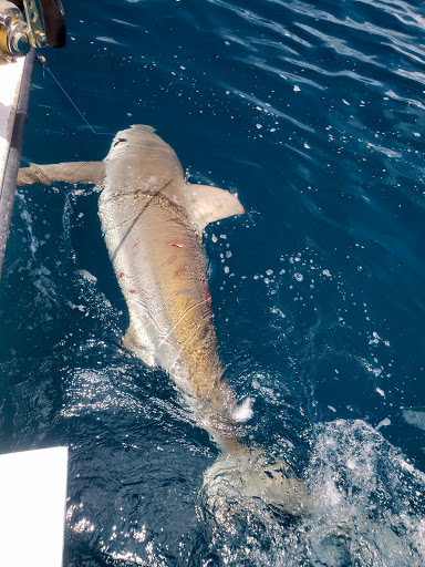 Fishing Charter «Bent Charters Offshore Fishing», reviews and photos, 503 150th Ave, Madeira Beach, FL 33708, USA