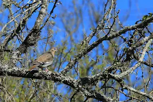 Warbler Woods Bird Sanctuary image