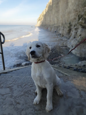 Clinique Veterinaire Du Fort à Calais