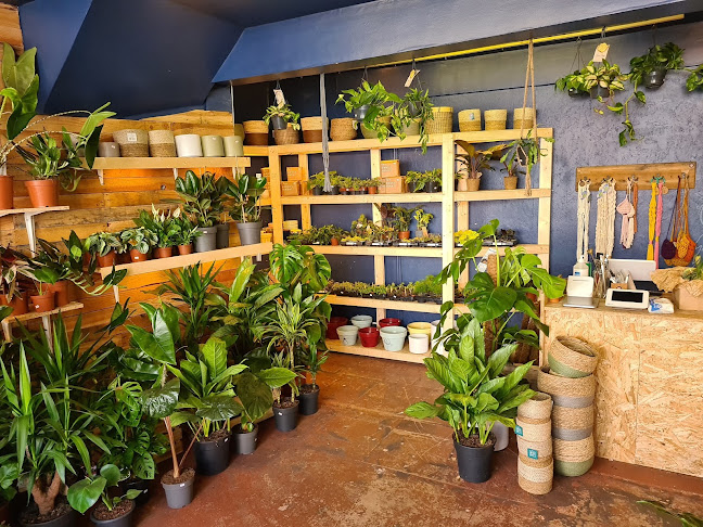 The Jungle Club Plant Shop - Worcester