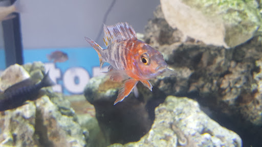 Tropical Fish Store «Scranton Aquarium», reviews and photos, 1819 Sanderson Ave, Scranton, PA 18509, USA