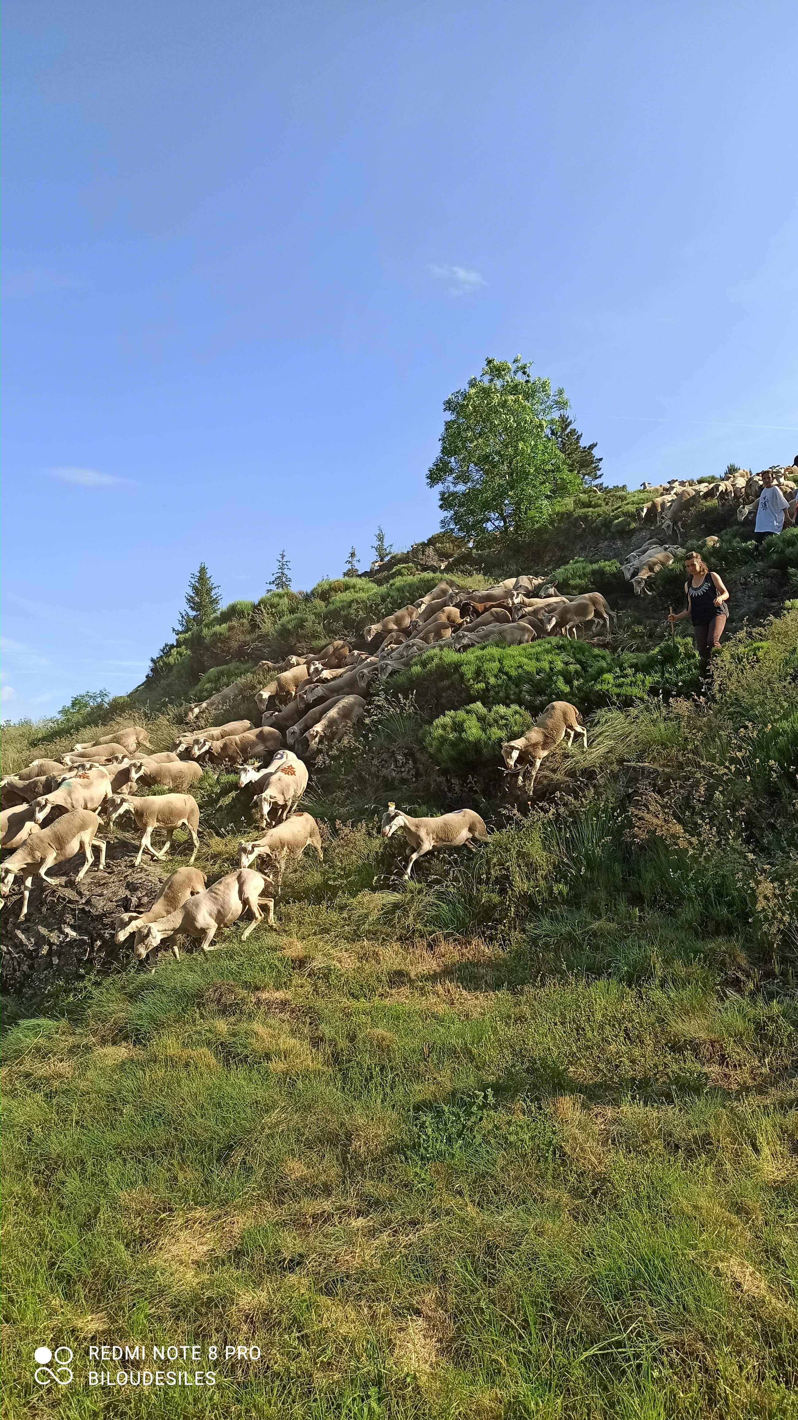 Photo n° 4 de l'avis de biloudesiles. fait le 18/06/2023 à 18:51