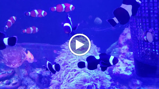 Pet Supply Store «Odyssey Pets», reviews and photos, 14999 Preston Rd #400a, Dallas, TX 75254, USA