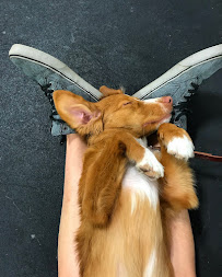 Pups Dog Obedience Training - Photo 6 - Car repair in Columbia, MD, Columbia