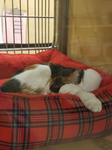 Pet Supply Store «PetSmart», reviews and photos, 2101 NJ-35, Holmdel, NJ 07733, USA