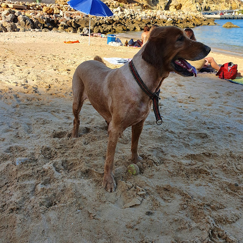 Avaliações doClinica Veterinária do Pateo em Albufeira - Veterinário