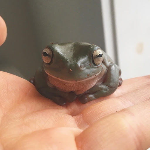 Pet Supply Store «Pet NV», reviews and photos, 71 Central Ave, Brooklyn, NY 11206, USA