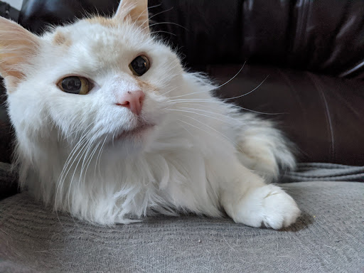 Pet Supply Store «BONeJOUR Pet Supply and Dog Wash», reviews and photos, 53 N 3rd St, Philadelphia, PA 19106, USA