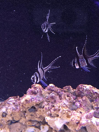 Tropical Fish Store «Reef Oasis», reviews and photos, 7669 Mentor Ave, Mentor, OH 44060, USA