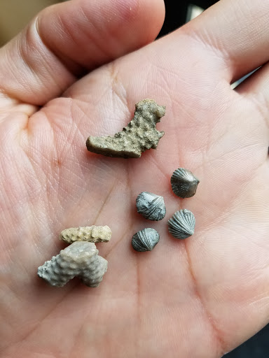 Park «Trammel Fossil Park», reviews and photos, Tramway Dr, Sharonville, OH 45241, USA