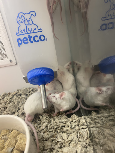 Pet Supply Store «Petco Animal Supplies», reviews and photos, 1090 Fort Union Blvd, Midvale, UT 84047, USA