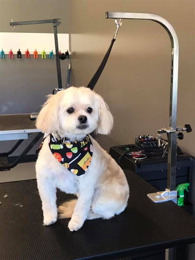 Classy Canine Pet Grooming & Boarding