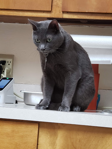 Animal Hospital «Animal Medical Corpus Christi», reviews and photos, 6822 Everhart Rd, Corpus Christi, TX 78413, USA