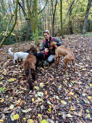 New Forest Pet Care - Dog Walking and Pet Sitting services