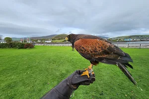 Kingdom Falconry image