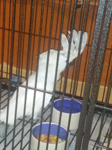 Bird Shop «The Aviary at Cauley Square», reviews and photos, 22400 Old Dixie Hwy, Miami, FL 33170, USA