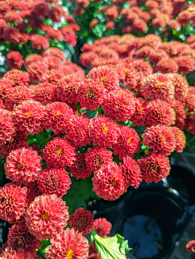 Home Improvement Store «The Home Depot», reviews and photos, 1303 Rivery Blvd, Georgetown, TX 78626, USA