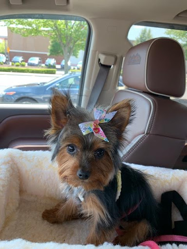 Pet Supply Store «PetSmart», reviews and photos, 620 N West End Blvd, Quakertown, PA 18951, USA