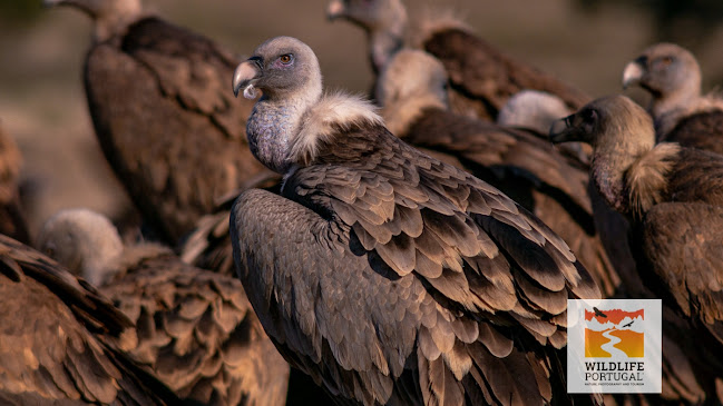 Wildlife Portugal