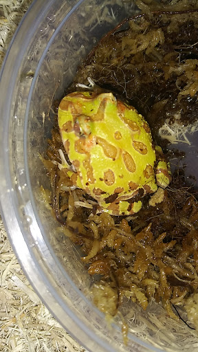 Reptile Store «Reptile Pets Direct», reviews and photos, 8088 Pat Booker Rd, Live Oak, TX 78233, USA