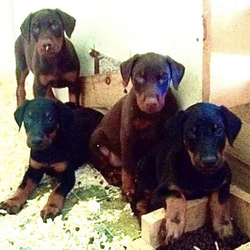 Pet Store «The Family Puppy of Fountain Walk», reviews and photos, 44125 W 12 Mile Rd E-121, Novi, MI 48377, USA