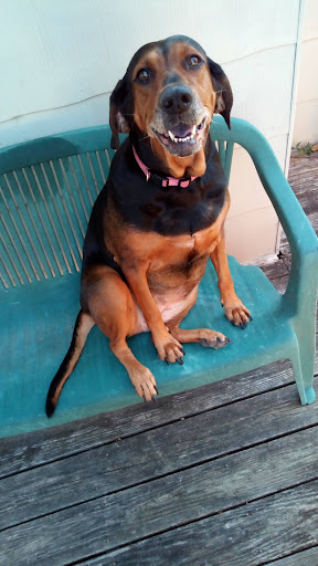 Pet Supply Store «PetSmart», reviews and photos, 1275 N Military Hwy, Norfolk, VA 23502, USA