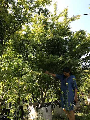 Vivero Antu - Centro de jardinería