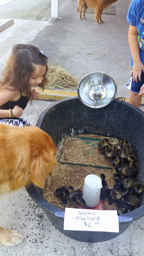 Pet Supply Store «Circle G Ranch & Pet Supply», reviews and photos, 7810 Plathe Rd, New Port Richey, FL 34653, USA