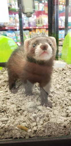 Pet Supply Store «Petco Animal Supplies», reviews and photos, 5565 S Virginia St, Reno, NV 89502, USA