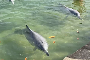 Dolphin Feeding Tin Can Bay image