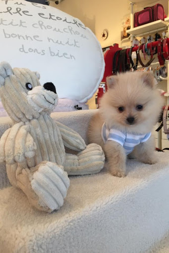 Pet Supply Store «Woof Woof Puppies & Boutique», reviews and photos, 29555 Northwestern Hwy, Southfield, MI 48034, USA