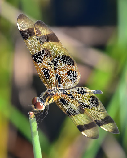 Nature Preserve «Chapel Trail Nature Preserve», reviews and photos, 19800 Sheridan St, Fort Lauderdale, FL 33332, USA