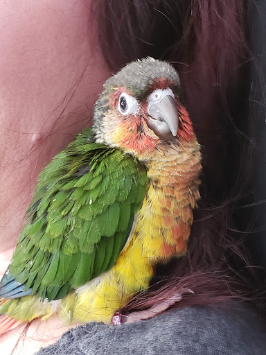 Bird Shop «Parrot & Bird Emporium Inc», reviews and photos, 360 N Westfield St, Feeding Hills, MA 01030, USA