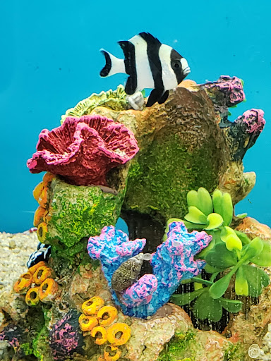 Pet Supply Store «Petco Animal Supplies», reviews and photos, 585 E Wetmore Rd, Tucson, AZ 85705, USA