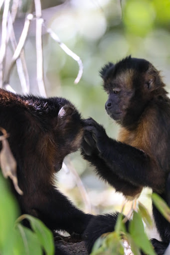 Zoo «Monkey Island», reviews and photos, 8 E 23rd Ave, Denver, CO 80205, USA