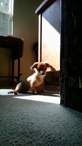 Pet Supply Store «PetSmart», reviews and photos, 24965 Pico Canyon Rd, Stevenson Ranch, CA 91381, USA