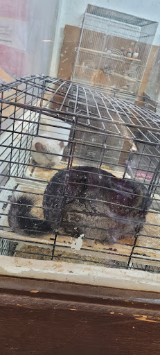 Pet Store «Pet Club», reviews and photos, 4435 Lennox Blvd # 6, Inglewood, CA 90304, USA