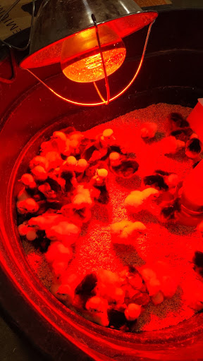 Pet Supply Store «Elverta Feed Pet & Tack Inc», reviews and photos, 7831 Rio Linda Blvd, Elverta, CA 95626, USA