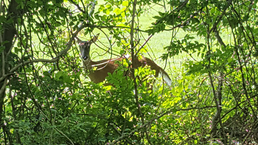 Park «Fairland Regional Park», reviews and photos, 13950 Old Gunpowder Rd, Laurel, MD 20707, USA