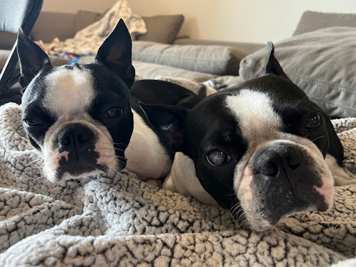 Insurance Agency «Embrace Pet Insurance», reviews and photos