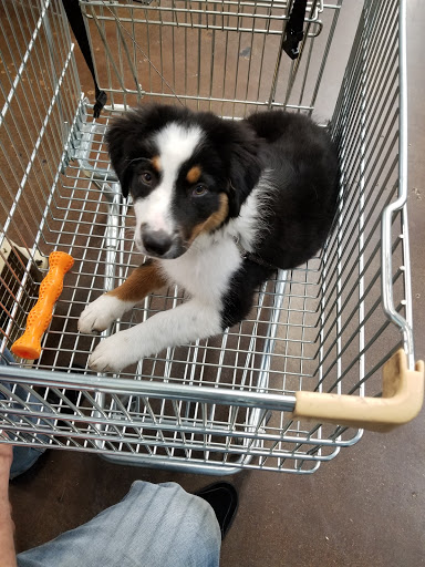 Pet Supply Store «Centinela Feed & Pet Supplies», reviews and photos, 3120 E Colorado Blvd, Pasadena, CA 91107, USA