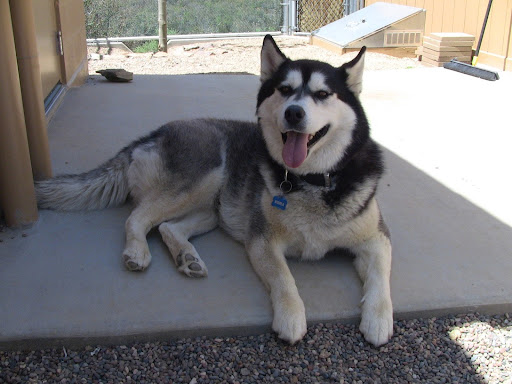 Pet Boarding Service «Bed & Biscuit Pet Resort», reviews and photos, 5525 AZ-69, Mayer, AZ 86333, USA
