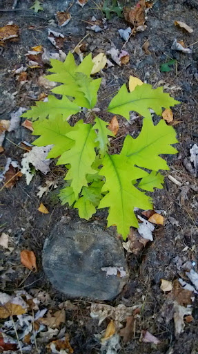 Nature Preserve «Summer Star Wildlife Sanctuary», reviews and photos, 690 Linden St, Boylston, MA 01505, USA