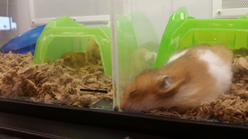 Pet Supply Store «Petco Animal Supplies», reviews and photos, 6418 S Staples St b, Corpus Christi, TX 78413, USA