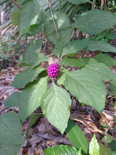 Park «John Williams Park», reviews and photos, 6101 Sheridan St, Hollywood, FL 33021, USA