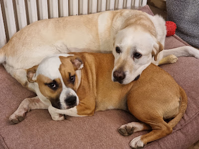 Clinique Veterinaire du Rongeant à Joinville