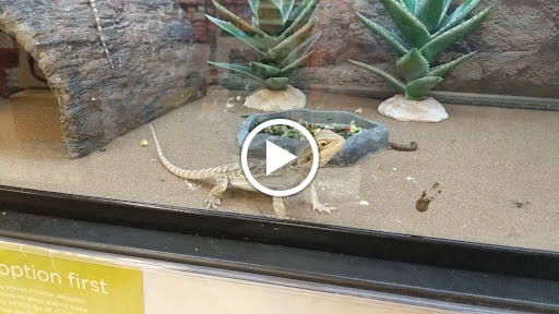 Pet Supply Store «Petco Animal Supplies», reviews and photos, 742 New Los Angeles Ave a, Moorpark, CA 93021, USA